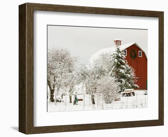 Red Barn in Fresh Snow, Whidbey Island, Washington, USA-Trish Drury-Framed Photographic Print