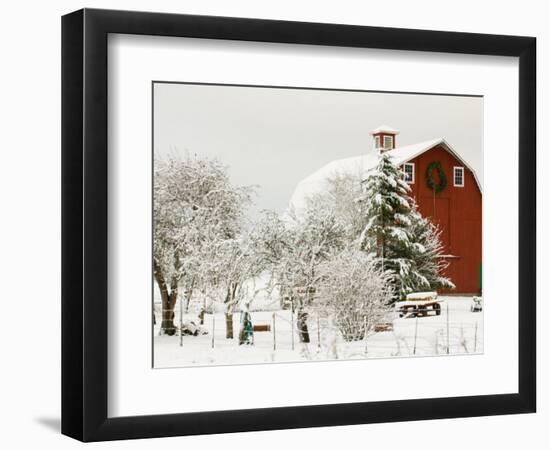 Red Barn in Fresh Snow, Whidbey Island, Washington, USA-Trish Drury-Framed Photographic Print