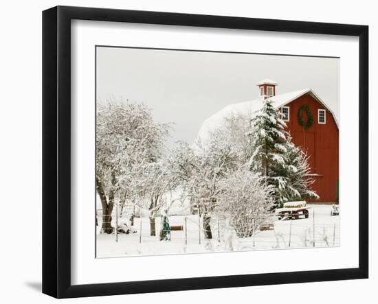 Red Barn in Fresh Snow, Whidbey Island, Washington, USA-Trish Drury-Framed Photographic Print