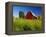 Red Barn in Long Grass-Bob Krist-Framed Premier Image Canvas