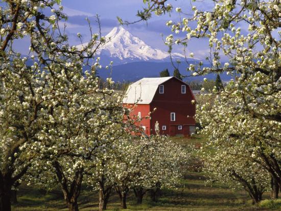 The orchard hood river