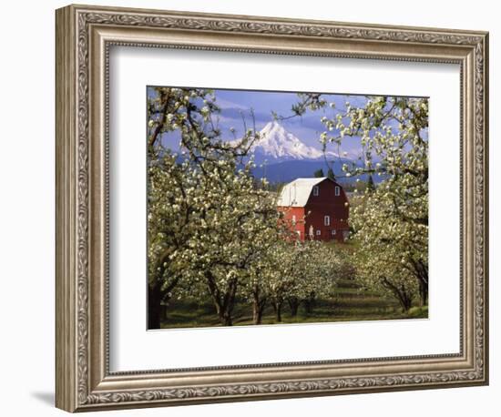 Red Barn in Pear Orchard, Mt. Hood, Hood River County, Oregon, USA-Julie Eggers-Framed Photographic Print