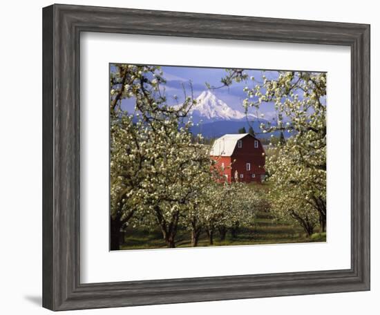 Red Barn in Pear Orchard, Mt. Hood, Hood River County, Oregon, USA-Julie Eggers-Framed Photographic Print