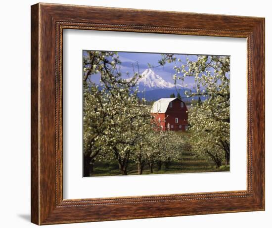 Red Barn in Pear Orchard, Mt. Hood, Hood River County, Oregon, USA-Julie Eggers-Framed Photographic Print