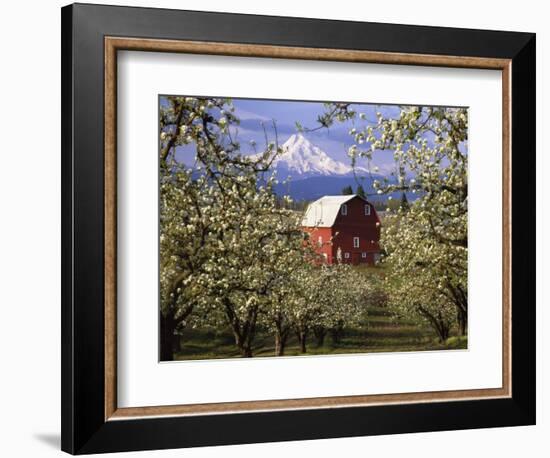 Red Barn in Pear Orchard, Mt. Hood, Hood River County, Oregon, USA-Julie Eggers-Framed Photographic Print