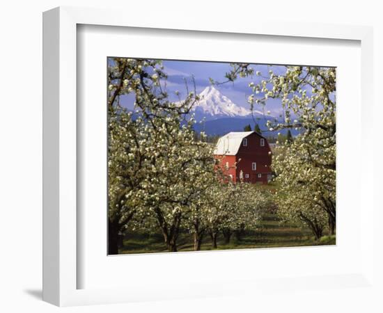 Red Barn in Pear Orchard, Mt. Hood, Hood River County, Oregon, USA-Julie Eggers-Framed Photographic Print