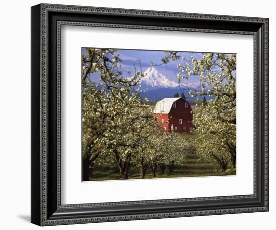 Red Barn in Pear Orchard, Mt. Hood, Hood River County, Oregon, USA-Julie Eggers-Framed Photographic Print