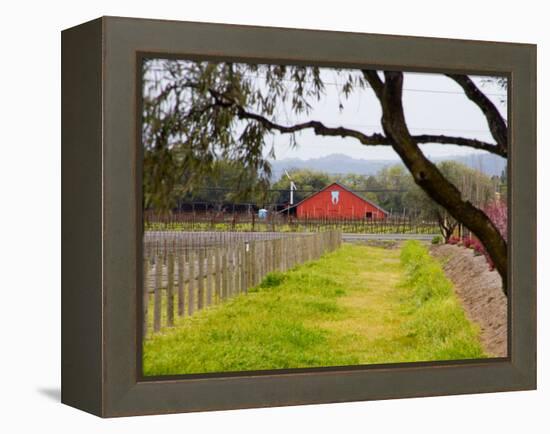 Red Barn near Vineyards, Napa Valley, California, USA-Julie Eggers-Framed Premier Image Canvas