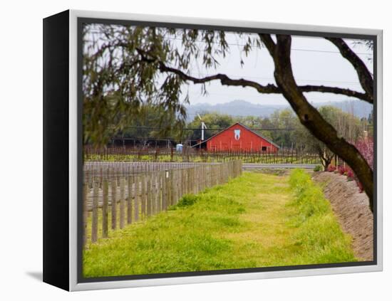 Red Barn near Vineyards, Napa Valley, California, USA-Julie Eggers-Framed Premier Image Canvas