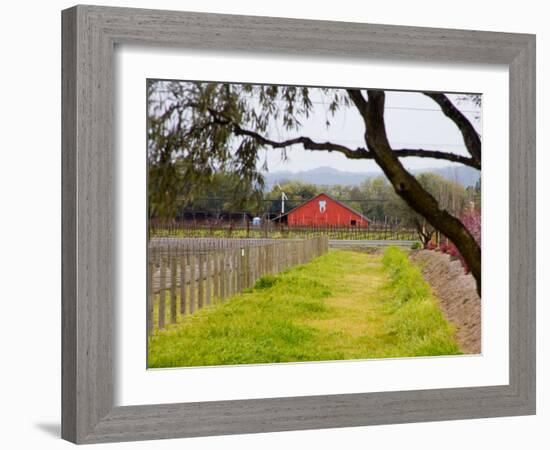Red Barn near Vineyards, Napa Valley, California, USA-Julie Eggers-Framed Photographic Print
