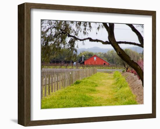 Red Barn near Vineyards, Napa Valley, California, USA-Julie Eggers-Framed Photographic Print