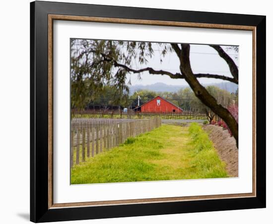 Red Barn near Vineyards, Napa Valley, California, USA-Julie Eggers-Framed Photographic Print