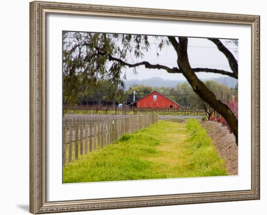 Red Barn near Vineyards, Napa Valley, California, USA-Julie Eggers-Framed Photographic Print