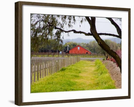 Red Barn near Vineyards, Napa Valley, California, USA-Julie Eggers-Framed Photographic Print