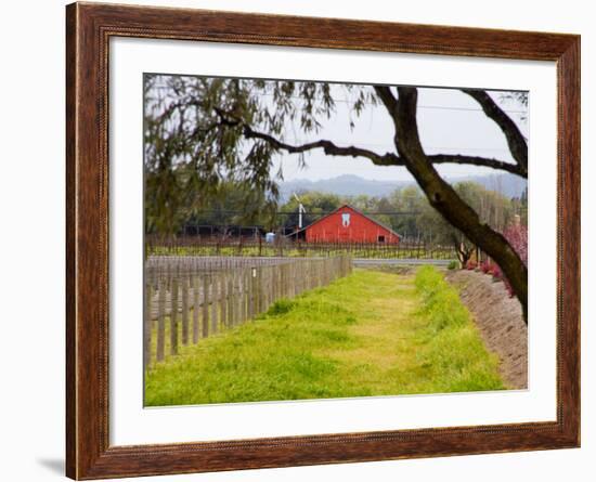 Red Barn near Vineyards, Napa Valley, California, USA-Julie Eggers-Framed Photographic Print