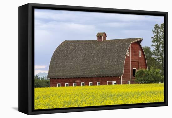 Red barn surrounded by canola in the Flathead Valley, Montana, USA-Chuck Haney-Framed Premier Image Canvas