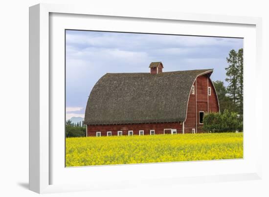 Red barn surrounded by canola in the Flathead Valley, Montana, USA-Chuck Haney-Framed Photographic Print