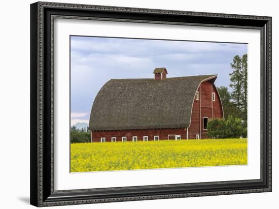 Red barn surrounded by canola in the Flathead Valley, Montana, USA-Chuck Haney-Framed Photographic Print