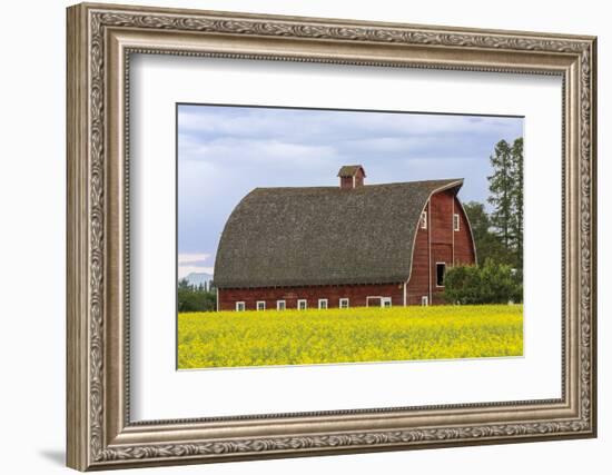 Red barn surrounded by canola in the Flathead Valley, Montana, USA-Chuck Haney-Framed Photographic Print