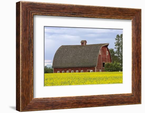 Red barn surrounded by canola in the Flathead Valley, Montana, USA-Chuck Haney-Framed Photographic Print