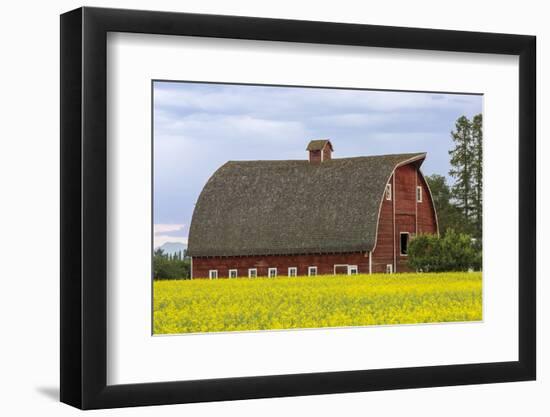 Red barn surrounded by canola in the Flathead Valley, Montana, USA-Chuck Haney-Framed Photographic Print