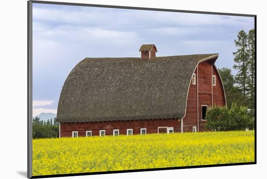 Red barn surrounded by canola in the Flathead Valley, Montana, USA-Chuck Haney-Mounted Photographic Print