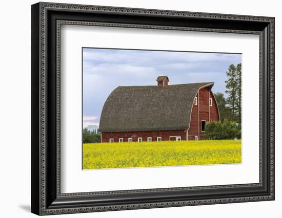 Red barn surrounded by canola in the Flathead Valley, Montana, USA-Chuck Haney-Framed Photographic Print