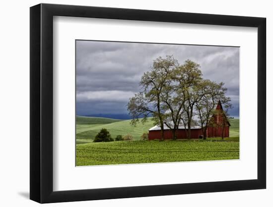 Red Barn under Stormy Skies with Green Peas, Palouse, Washington, USA-Jaynes Gallery-Framed Photographic Print