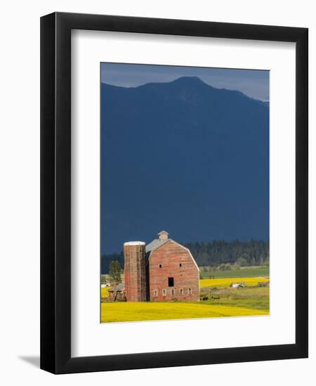 Red Barn with a Blooming Field of Canola in the Flathead Valley, Montana, Usa-Chuck Haney-Framed Photographic Print