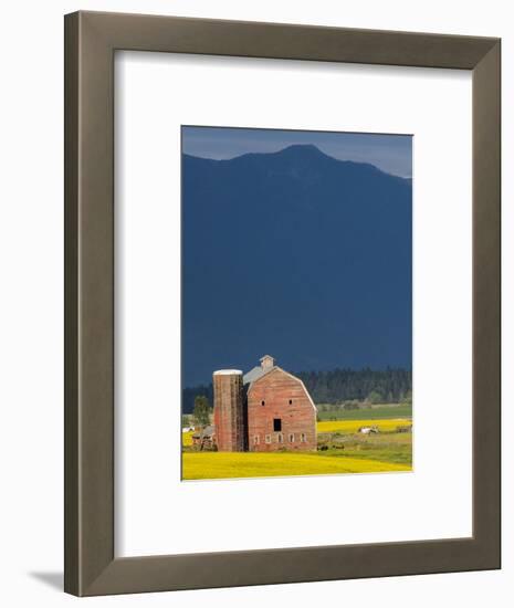 Red Barn with a Blooming Field of Canola in the Flathead Valley, Montana, Usa-Chuck Haney-Framed Photographic Print