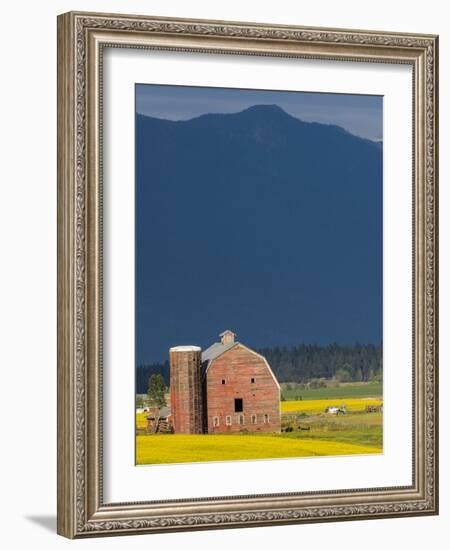 Red Barn with a Blooming Field of Canola in the Flathead Valley, Montana, Usa-Chuck Haney-Framed Photographic Print