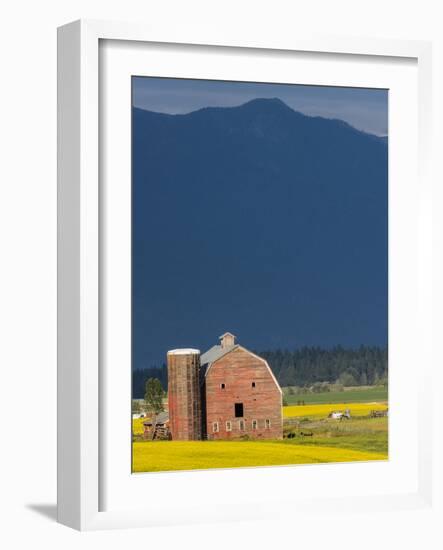 Red Barn with a Blooming Field of Canola in the Flathead Valley, Montana, Usa-Chuck Haney-Framed Photographic Print