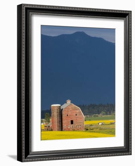 Red Barn with a Blooming Field of Canola in the Flathead Valley, Montana, Usa-Chuck Haney-Framed Photographic Print