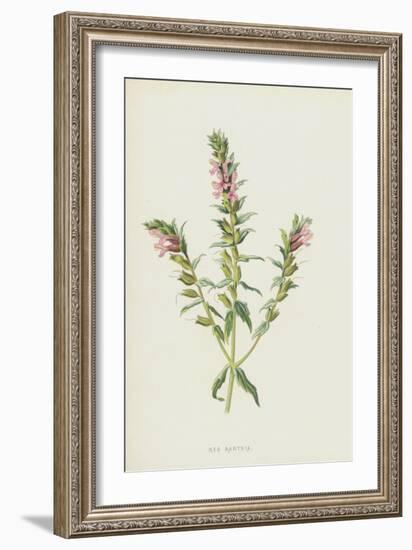 Red Bartsia (Chromolitho)-Frederick Edward Hulme-Framed Giclee Print