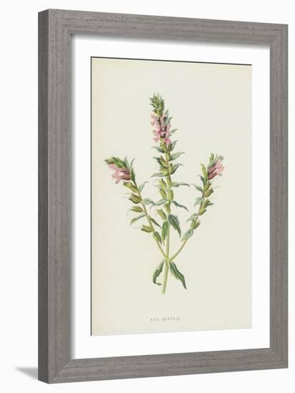 Red Bartsia (Chromolitho)-Frederick Edward Hulme-Framed Giclee Print