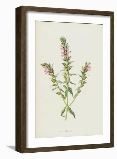 Red Bartsia (Chromolitho)-Frederick Edward Hulme-Framed Giclee Print