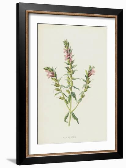 Red Bartsia (Chromolitho)-Frederick Edward Hulme-Framed Giclee Print