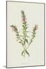 Red Bartsia (Chromolitho)-Frederick Edward Hulme-Mounted Giclee Print