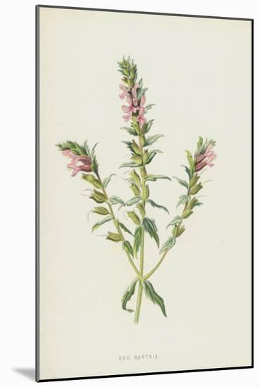 Red Bartsia (Chromolitho)-Frederick Edward Hulme-Mounted Giclee Print