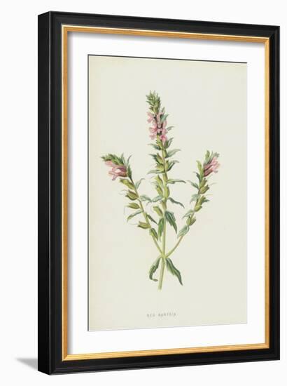 Red Bartsia (Chromolitho)-Frederick Edward Hulme-Framed Giclee Print