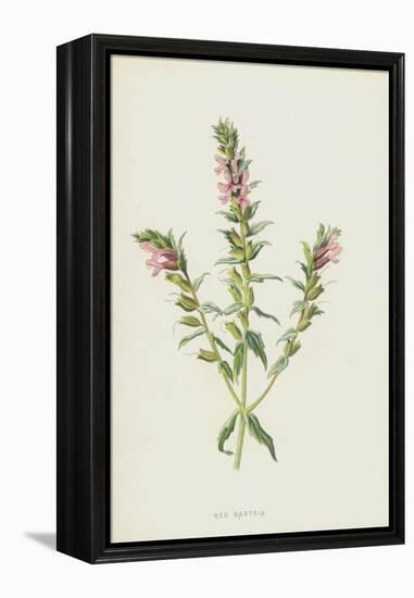 Red Bartsia (Chromolitho)-Frederick Edward Hulme-Framed Premier Image Canvas