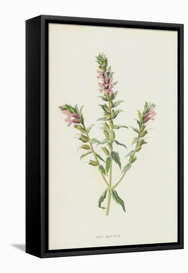 Red Bartsia (Chromolitho)-Frederick Edward Hulme-Framed Premier Image Canvas