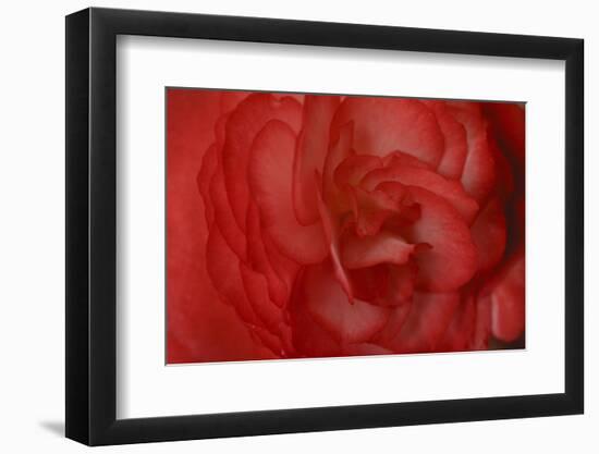 Red Begonia Abstract-Anna Miller-Framed Photographic Print