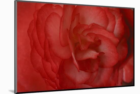Red Begonia Abstract-Anna Miller-Mounted Photographic Print