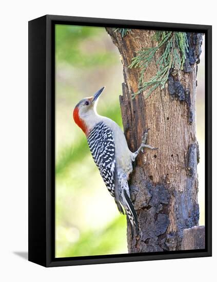 Red-Beilled Woodpecker-Gary Carter-Framed Premier Image Canvas