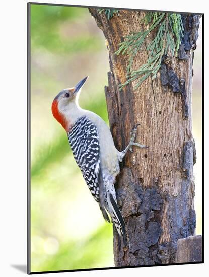 Red-Beilled Woodpecker-Gary Carter-Mounted Photographic Print