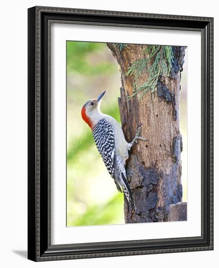 Red-Beilled Woodpecker-Gary Carter-Framed Photographic Print