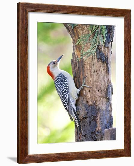 Red-Beilled Woodpecker-Gary Carter-Framed Photographic Print