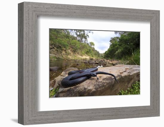 Red-bellied blacksnake basking, Victoria, Australia-Robert Valentic-Framed Photographic Print