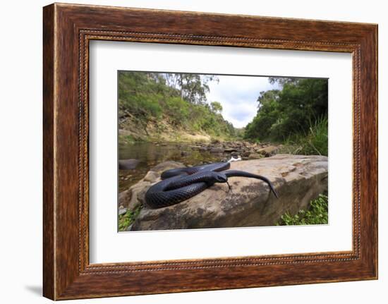 Red-bellied blacksnake basking, Victoria, Australia-Robert Valentic-Framed Photographic Print